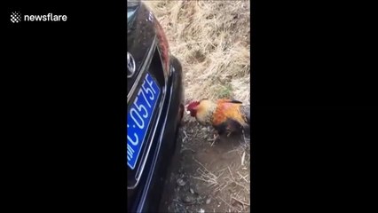 فيديو ديك يهاجم سيارة لهذا السبب الطريف والمضحك