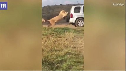 فيديو أسد يستعين بسيارة سياح للسير بطريقة مضحكة