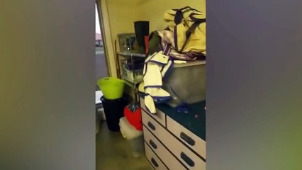 فيديو: كنغر ضخم يحاول اقتحام منزل.. هكذا تصرفت العائلة