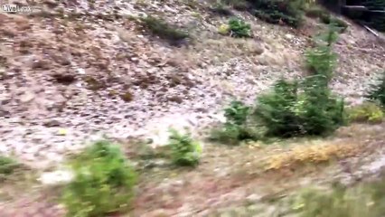 فيديو مرعب لذئب يثير ذعر عائلة بمطاردته لسيارتهم وهذا هو مصيرهم