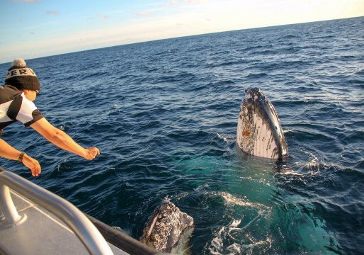 Boaters Have Close Encounter With Friendly Whales Off Augusta, Western Australia