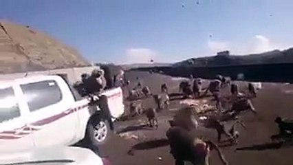 فيديو قرود تهجم على سيارة وتغلق الطريق بشكل غريب