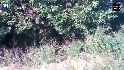 فيديو.. نمر يقتحم حفل زفاف ويصيب جميع الحاضرين بحالة رعب