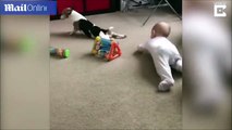 فيديو.. كلب يدرب طفلة عمرها 11 شهراً على الزحف بطريقته الخاصة