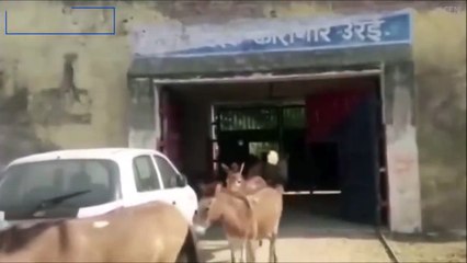 صدق أو لا تصدق.. سجن 8 حمير لمدة 4 أيام لهذا السبب!