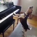 كلب يعزف على البيانو ويغني في نفس الوقت