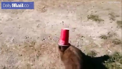 موقف طريف.. كلب يتدخل لإنقاذ قطة من مأزق مزعج جداً