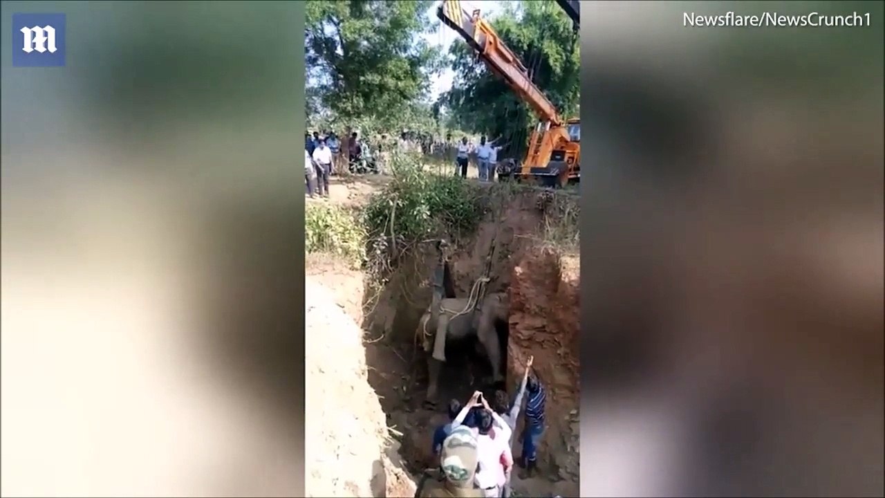 شاهد بالفيديو.. كيف تم إنقاذ "فيل" سقط في بئر عمقه 20 قدماً