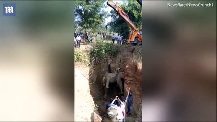 شاهد بالفيديو.. كيف تم إنقاذ "فيل" سقط في بئر عمقه 20 قدماً