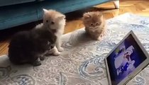 فيديو 3 قطط صغيرة تحضر يوتيوب على الآيباد