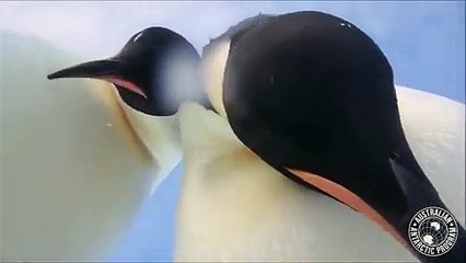 شاهد: بطريقان يعثران على كاميرا ويلتقطان فيديو سيلفي