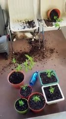 هذا ما حدث لقطط تناولت نبات مخدر بالخطأ