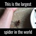 فيديو أكبر عنكبوت في العالم.. لن تصدق أنه حقيقي