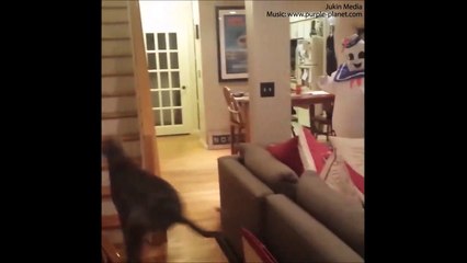 فيديو.. كلب مذعور يحاول الفرار بسبب "زي تنكري"