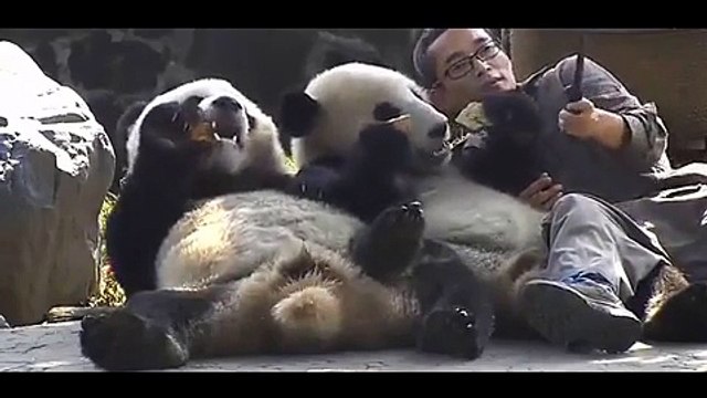 شاهد ما فعله حارس من أجل التقاط سيلفي مع دبي باندا يعشقان الطعام