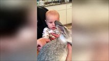 ردود أفعال طريفة لطفل رضيع عند رؤية أرنب للمرة الأولى في حياته.. فيديو