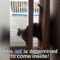 قطة تود الدخول إلى البيت عنوة من خلال فتحة صغيرة