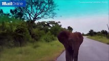 فيل صغير يحاول إثارة خوف مجموعة من زوار حديقة سفاري.. فيديو