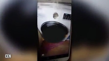 إسبانية تقدم على قتل قط بوضعه في غسالة ملابس لهذا السبب