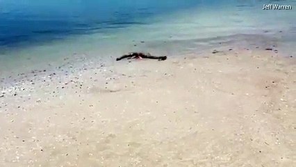 فيديو: كائن بحري غامض يثير الجدل.. يشبه وحشًا أسطوريًا شهيرًا