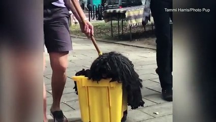 فيديو.. كلب أليف يتنكر في شكل "ممسحة" بمناسبة الهالوين