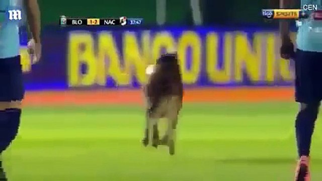 فيديو كلب يقتحم ملعب ويستولي على الكرة...هل تمكن اللاعبون من ملاحقته؟!