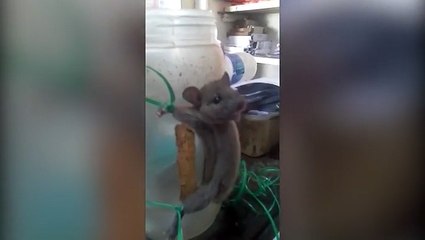 شاهد ماذا فعل صاحب متجر مع "فأر" تسلل إلى محل عمله لسرقة الطعام!