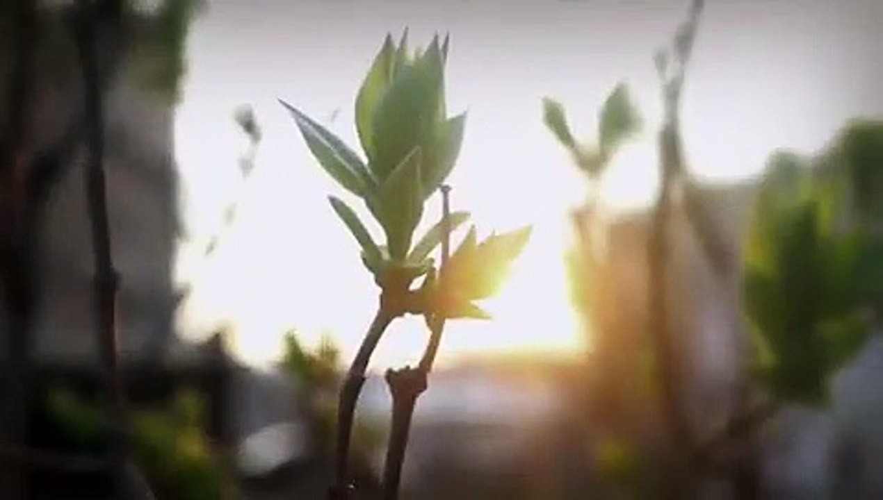 بالفيديو: حمدان بن محمد ولي عهد دبي يهدي قصيدة لزايد بن حمدان آل نهيان