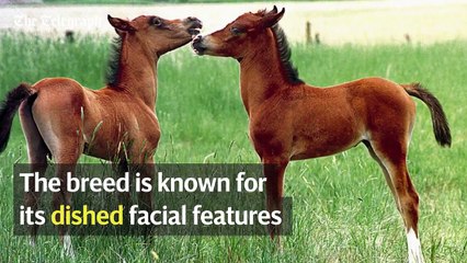 ابتكار مذهل يغير شكل الأحصنة إلى شكلهم في الأفلام الكرتونية