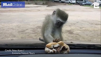 مشهد مضحك.. "قرد" يحاول الحصول على شطيرة برجر موجودة داخل سيارة