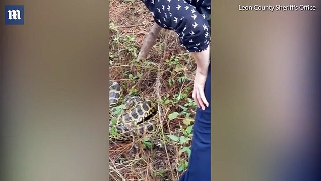 فيديو: لن تصدق كيف تعاملت هذه الفتاة مع أفعى أناكوندا طولها 9 أقدام