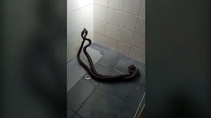 امرأة تكتشف مفاجأة كارثية في حمام منزلها.. فيديو يحبس الأنفاس