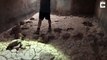 فيديو يحبس الأنفاس.. شاب مغربي ينقذ أفعى سامة ويقدم لها الماء