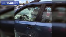 بالفيديو.. تصرف مضحك من كلب بعد أن تركه مالكه في السيارة بمفرده