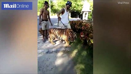 فيديو: مواجهة لا تُصدق بين "كلب" و"نمر".. شاهد كيف انتهت!