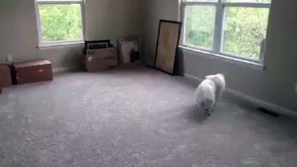 شاهد ماذا حدث لكلب أليف يحاول استخدام السلم لأول مرة.. فيديو