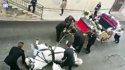 فيديو حصان الأحلام الأبيض يفسد فرحة عروسين...التفاصيل