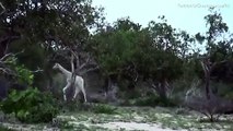 Incredible moment rare WHITE Giraffes are spotted in Kenya