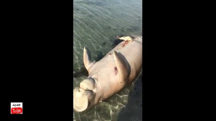 بالفيديو: هذا ما وجده مواطن سعودي على سواحل المملكة: مخلوق مخيف