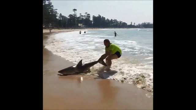 شاهد ماذا فعل هذا الشاب لإنقاذ قرش جرفته الأمواج إلى الشاطئ.. فيديو