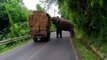 فيديو: فيل يوقف حركة المرور على طريق ويسرق كمية من 