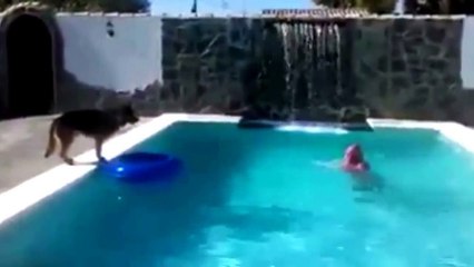 كلب يضحي بحياته لينقذ صاحبه من الغرق