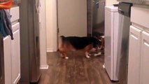 تصرف كوميدي من كلب بعد رؤية انعكاسه في المرآة.. فيديو