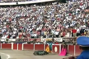 ثور ينتحر بعد لحظات من دخوله الحلبة أمام الجمهور