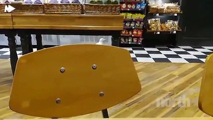 شاهد بالفيديو.. عملية سرقة كوميدية ستدفعك للضحك