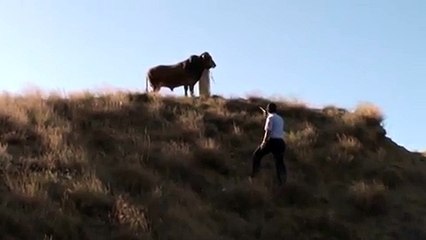 شاهد بالفيديو.. ثور هارب يطارد ضابط شرطة حاول الإمساك به