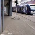 ‏فيديو من ألمانيا لمجموعة من البط تنتظر إشارة المرور للعبور ?