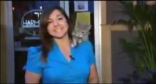 قطة مشاغبة تقفز على مراسلة قناة FOX.. فيديو مضحك للغاية