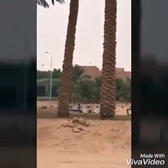 سعودي متهور يطير بسيارته من بين شجرتين