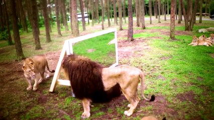 هكذا سيكون رد فعل الأسود عندما يرون أنفسهم في المرآة